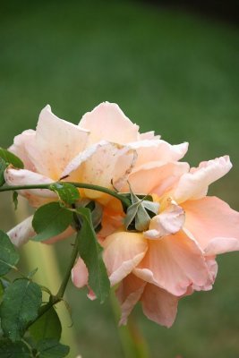 IMG_7773-cr.jpg