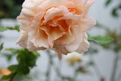 IMG_7724-cr.jpg