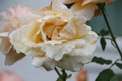 IMG_7695-si.jpg