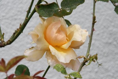 IMG_7214-0.jpg