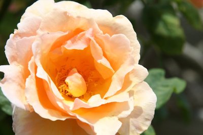 IMG_7286vs.jpg