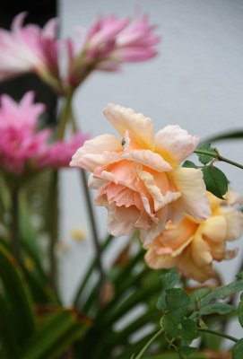 IMG_7662-v.jpg
