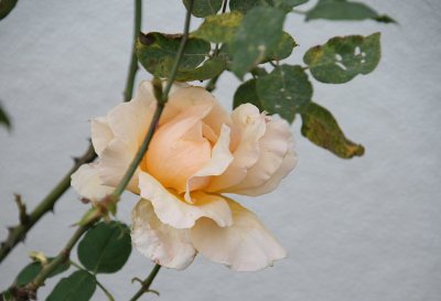 IMG_7687-si.jpg