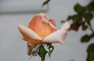 IMG_6871-0.jpg