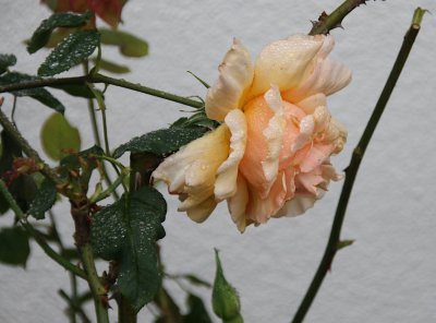 IMG_6894-0.jpg