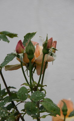 IMG_6902-0.jpg