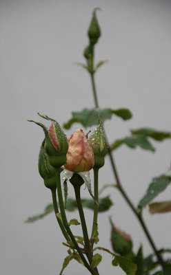 IMG_6906-0.jpg