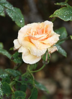 IMG_6929-0.jpg