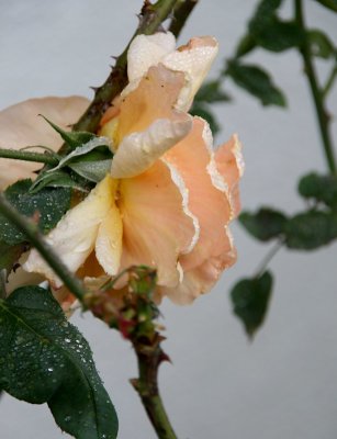 IMG_6932-0.jpg
