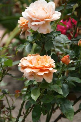 IMG_7138-0.jpg