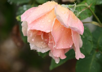 IMG_1502-x.jpg