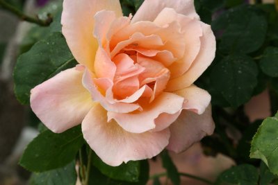 IMG_1558-xi.jpg