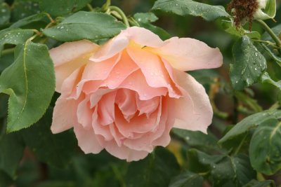 IMG_1614-xi.jpg