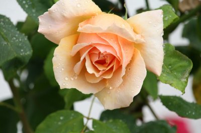 IMG_1628-xi.jpg