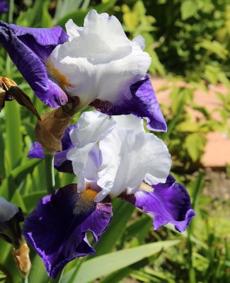 IMG_0272.jpg