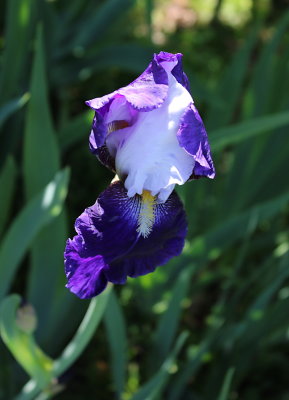 IMG_0330.jpg
