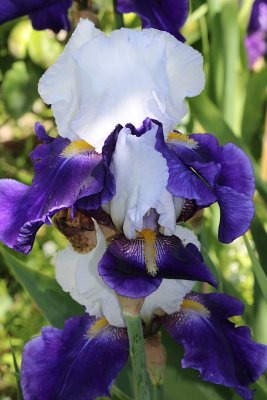 IMG_2612.jpg