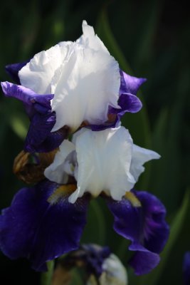 IMG_2550.jpg