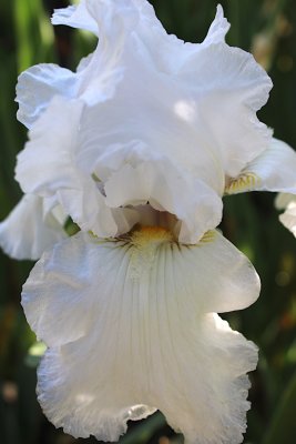 IMG_4425-0.jpg