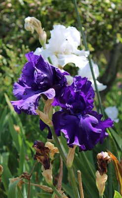 IMG_3818-0.jpg