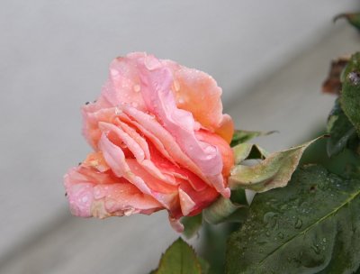 IMG_3159-0.jpg