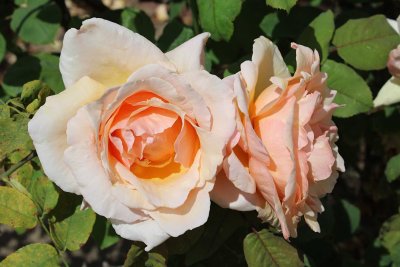IMG_3901-0.jpg