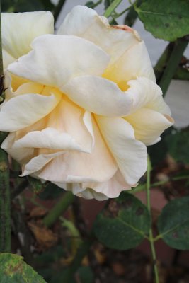 IMG_5326-0.jpg