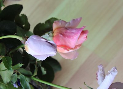IMG_2407.jpg
