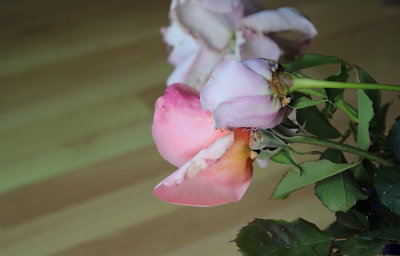 IMG_2269.jpg