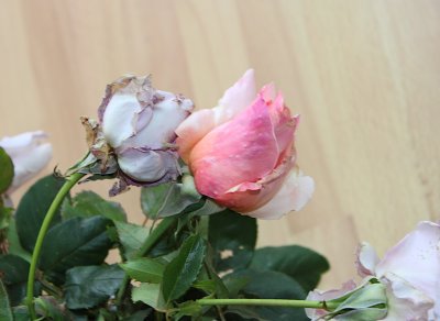 IMG_2195.jpg