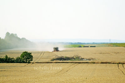 Harvest Dust