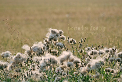 Wild Cotton