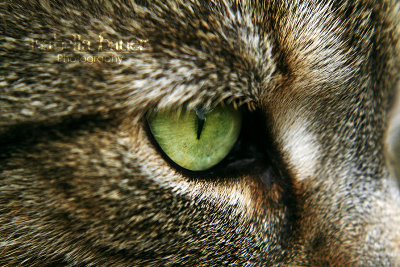 Cats Eye