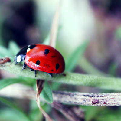 Insects