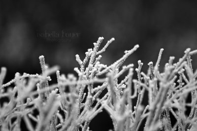 Winter Coral