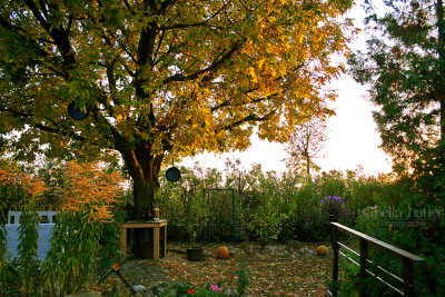 Garden in Fall