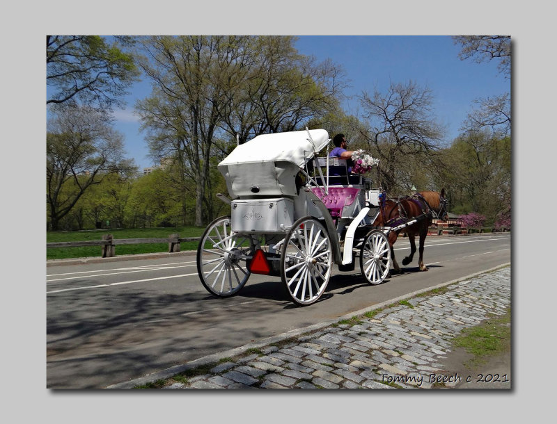 Hansom Cab Central Park NYC photo Tom Beech photos at