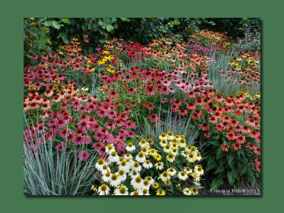 Coneflower Extravaganza