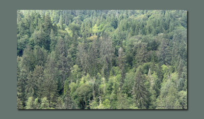 Hidden trestle in the trees ~ Washington State