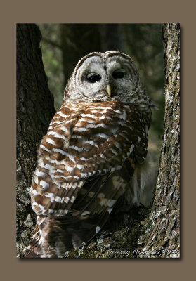 Barred Owl  (Hoot Owl)