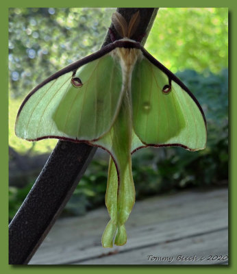 Luna moth ~ over 4 inches across   (photo 1 of 2)