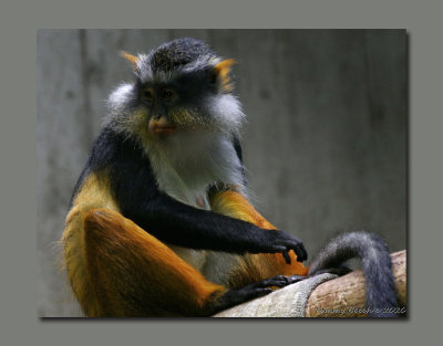 Wolf Guenon Monkey