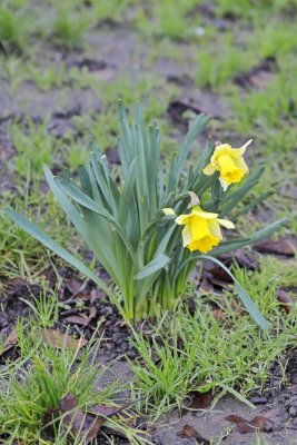 First daffodil of 2021