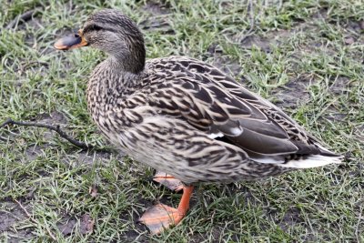 Duck on Histon Green