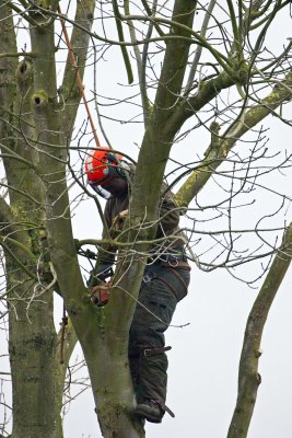 Man up a tree