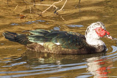 Muscovy Duck on the water