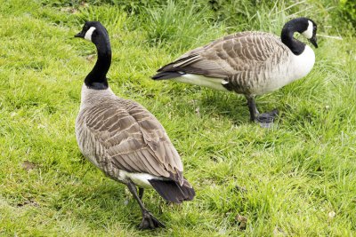 Ducks at Hatfield House