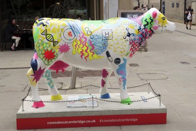 Cambridge cow_21-07-09