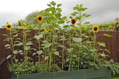 EOS_R PAD_21-07-31 Sunflowers back at home