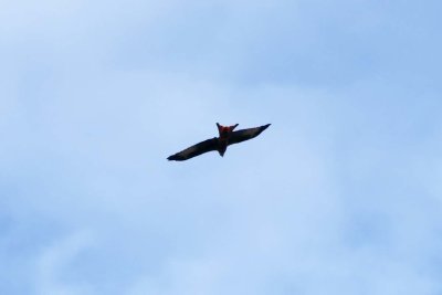 G7X_PAD__21-10-01 Red Kite in Chesham
